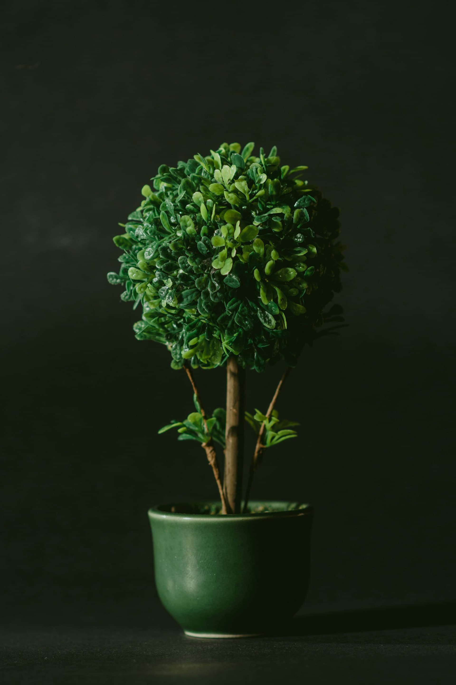 Garden Guru